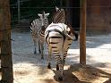 Zebra butt